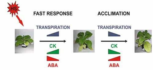 Dynamics of hormonal changes under heat stress